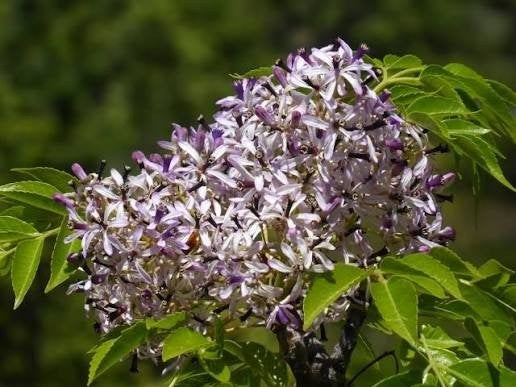 Lilas indien. Melia Azedarach., Enlèvement