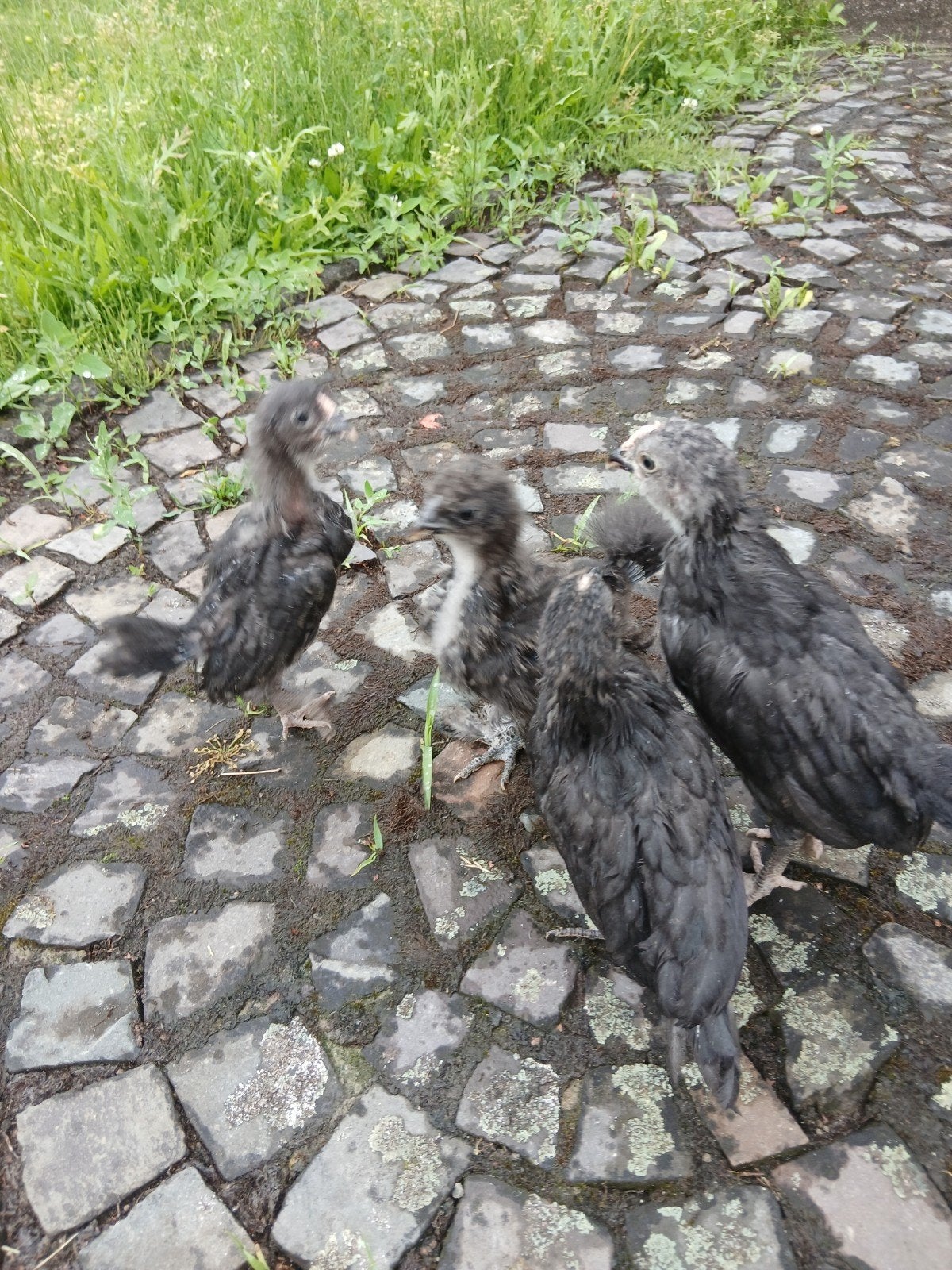 Kuikens van watermaalse baardkrielen en zijdehoen, Dieren en Toebehoren, Pluimvee, Meerdere dieren, Kip