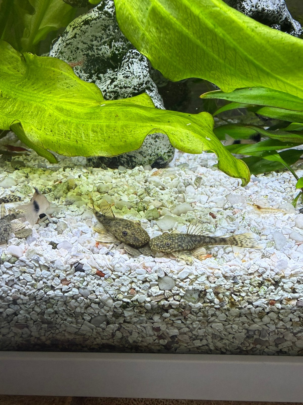 Zeer mooie borstelneuzen te koop, Poisson, Poisson d'eau douce