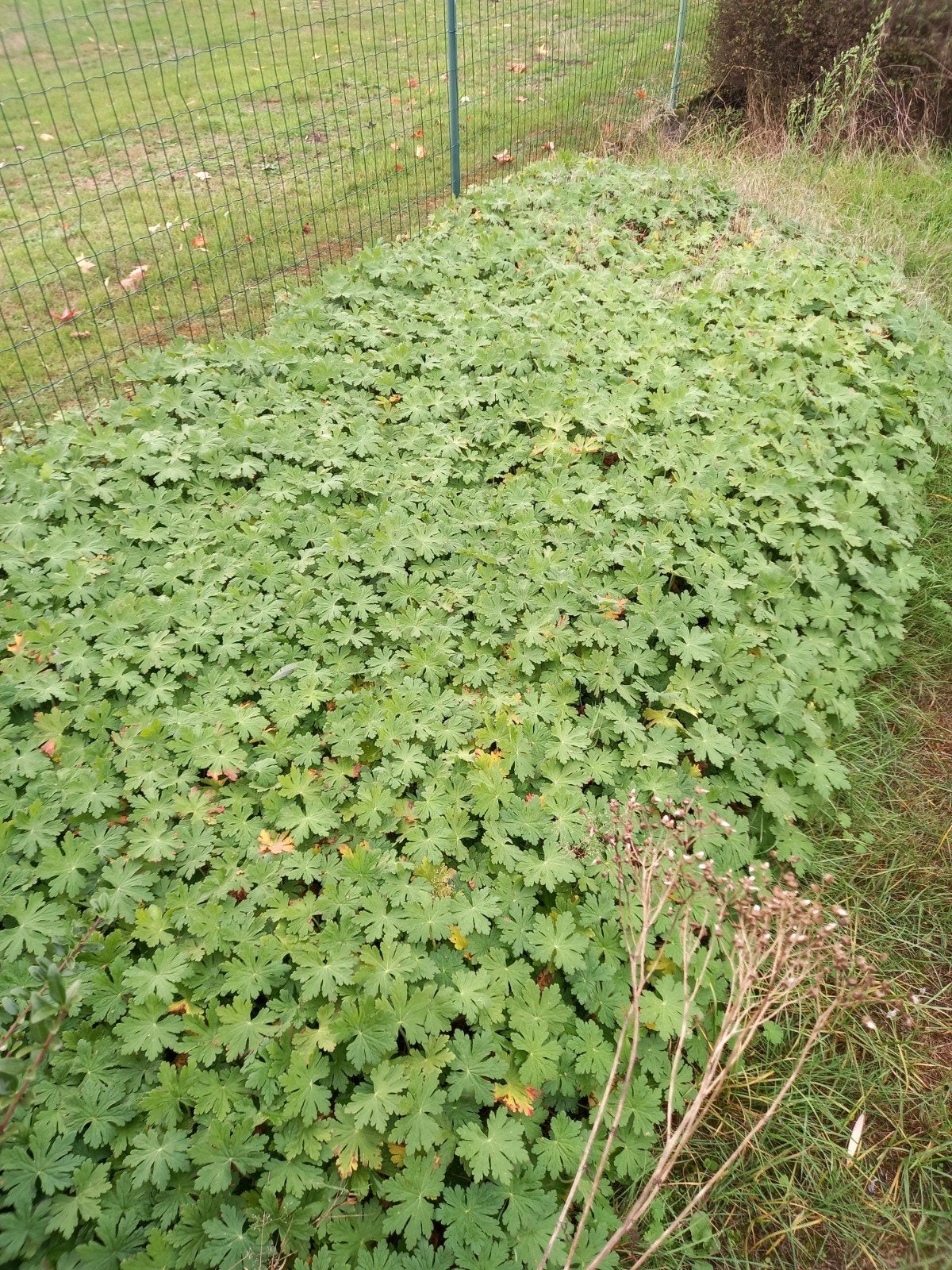 Vaste planten en grassen - GRATIS, Ophalen