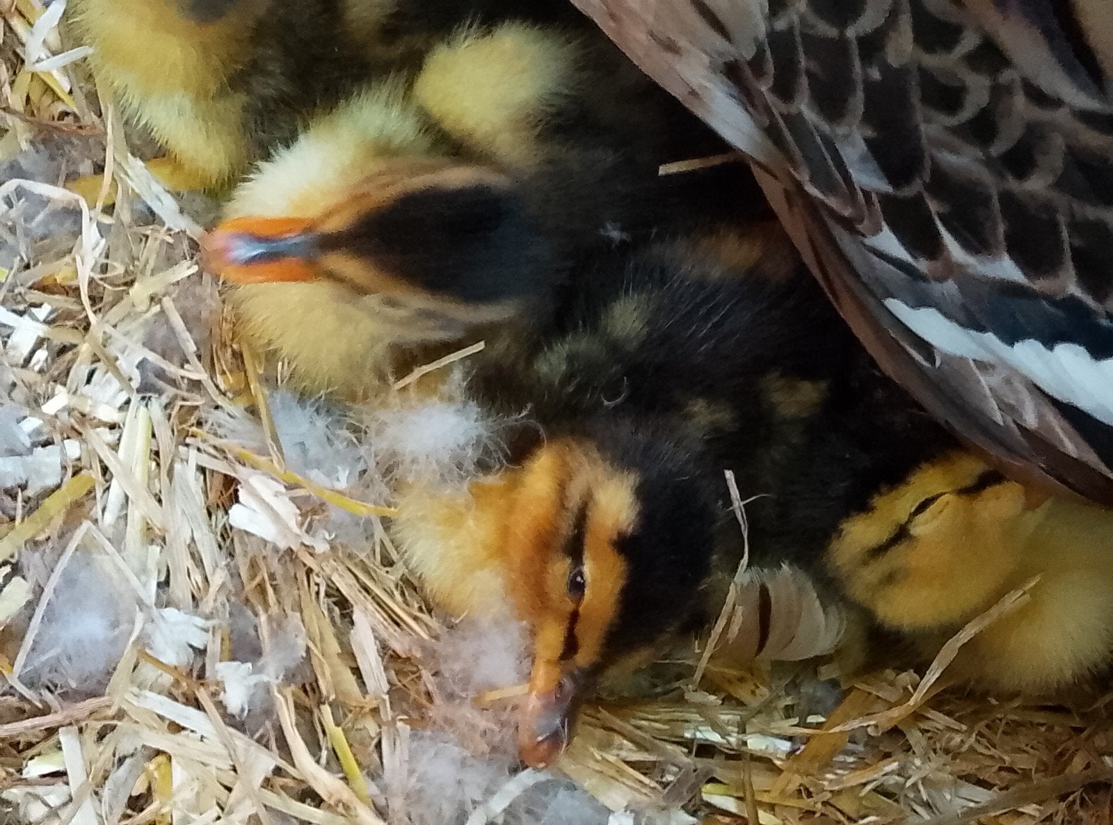Rouan eendjes, Animaux & Accessoires, Oiseaux | Oiseaux Autre