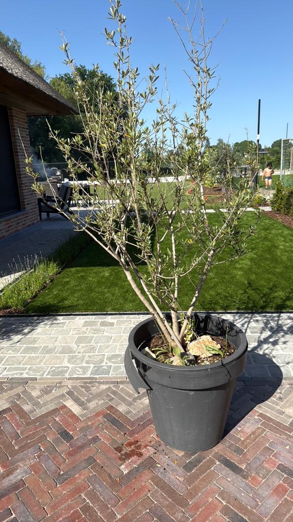 Olijfboom in mot, Tuin en Terras, Ophalen, In pot, Olijfboom