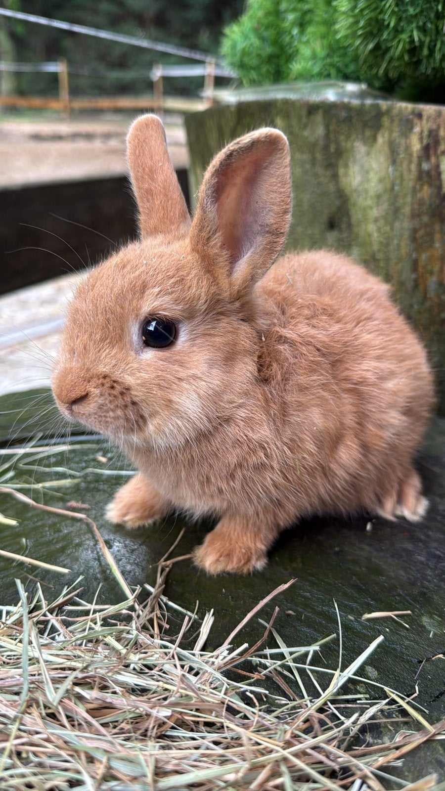 lapins nains de couleur à vendre !