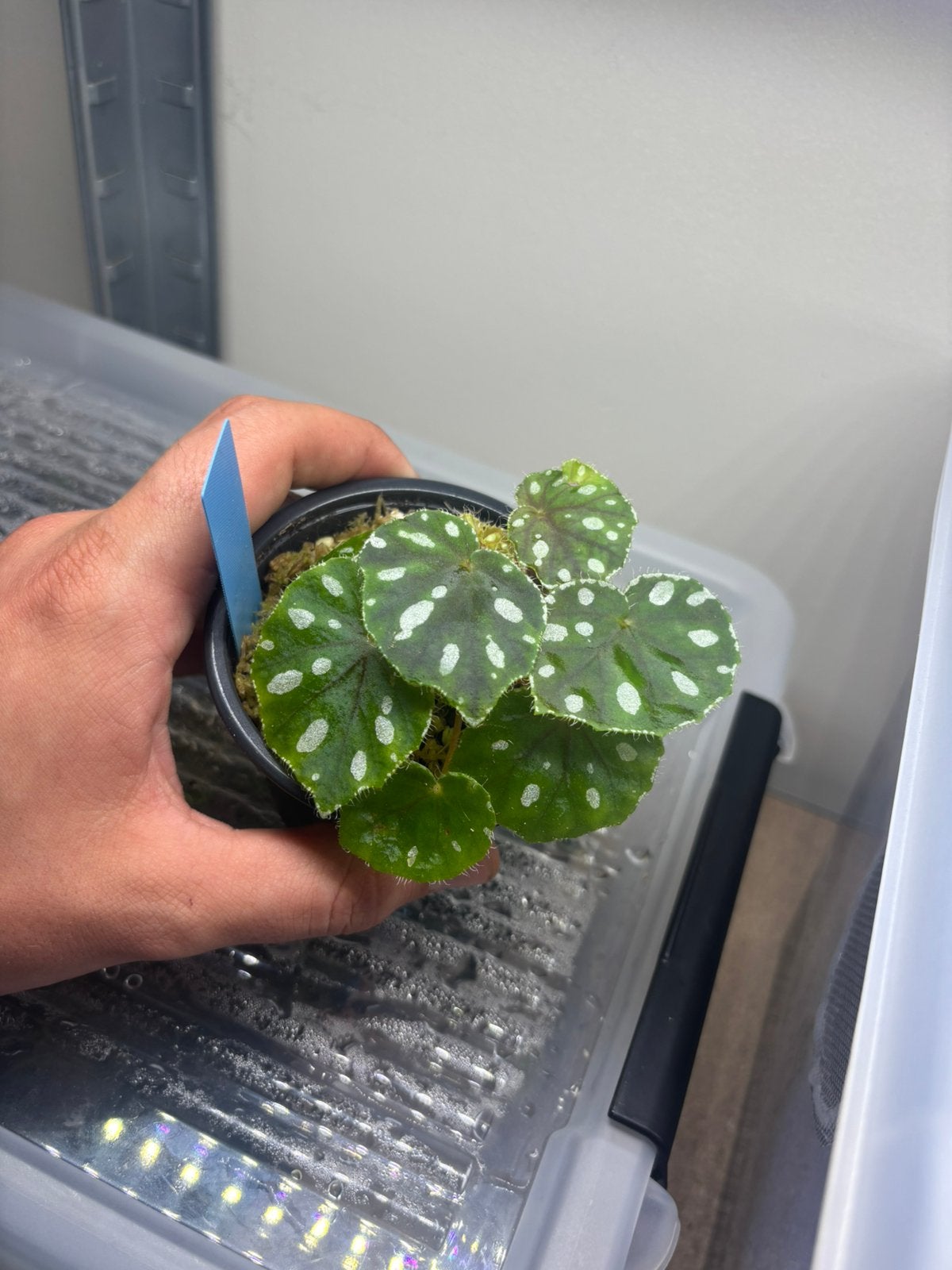 Begonia jiewhoei, Animaux & Accessoires, Enlèvement ou Envoi, Neuf, Terrarium ou Paludarium