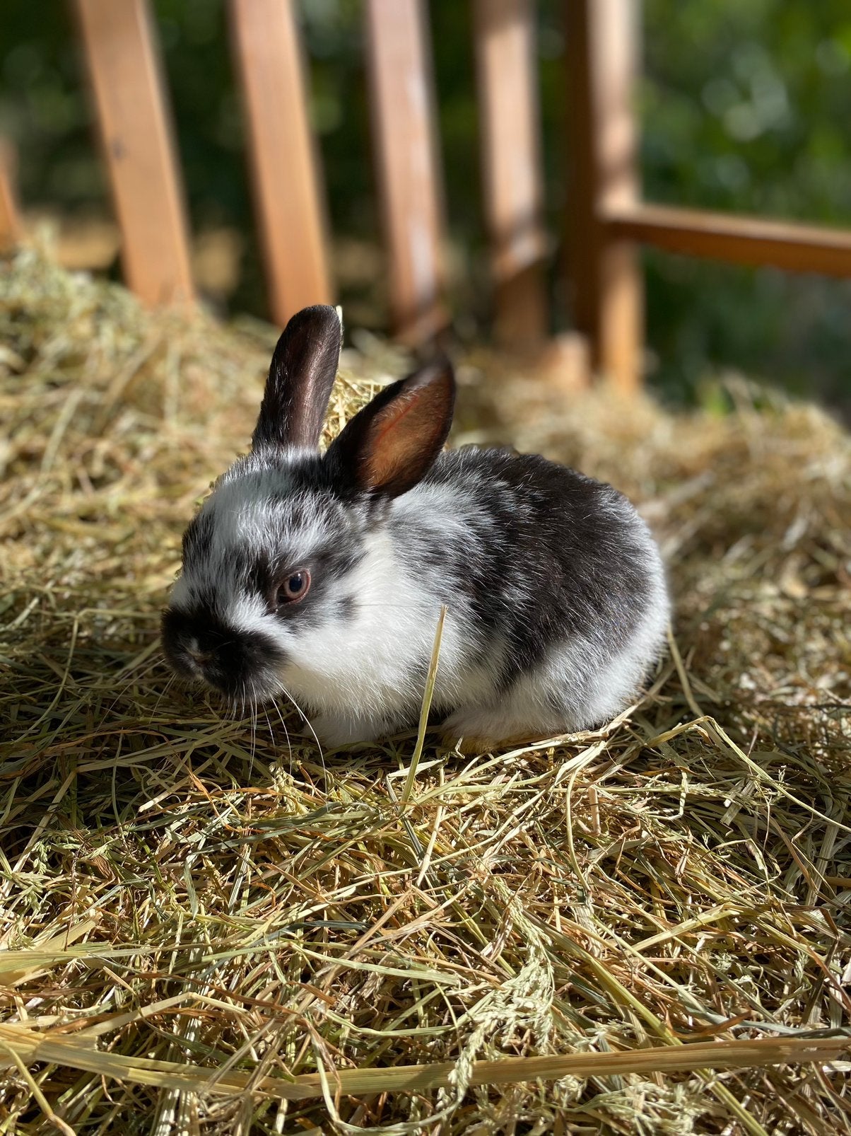 Dwergkonijn - vrouwtje, Dieren en Toebehoren, Vrouwelijk, Dwerg, 0 tot 2 jaar
