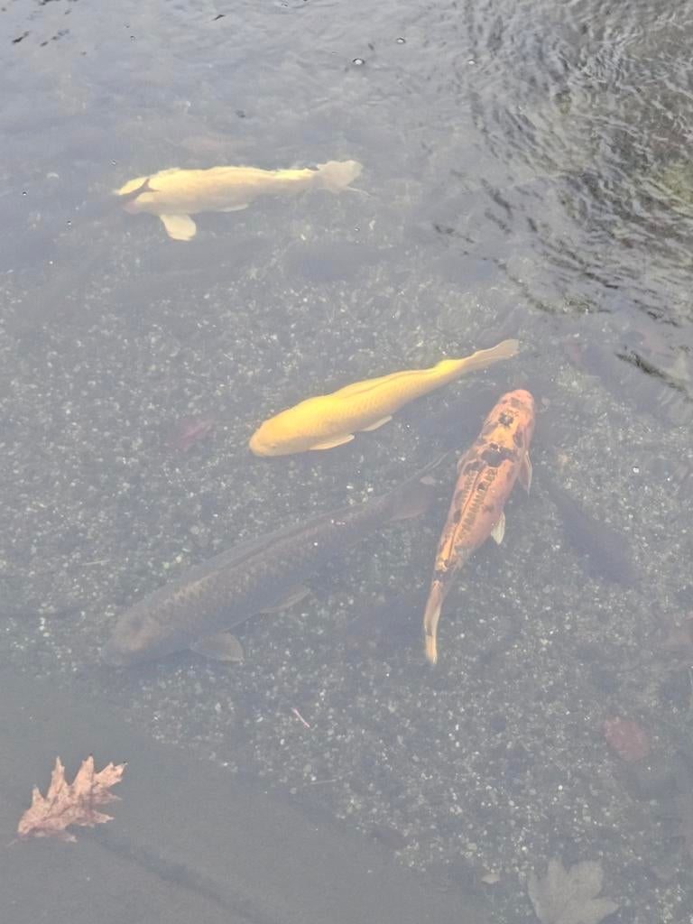 Japanse kois 40cm ASAP WEG, Dieren en Toebehoren, Karper of Koi