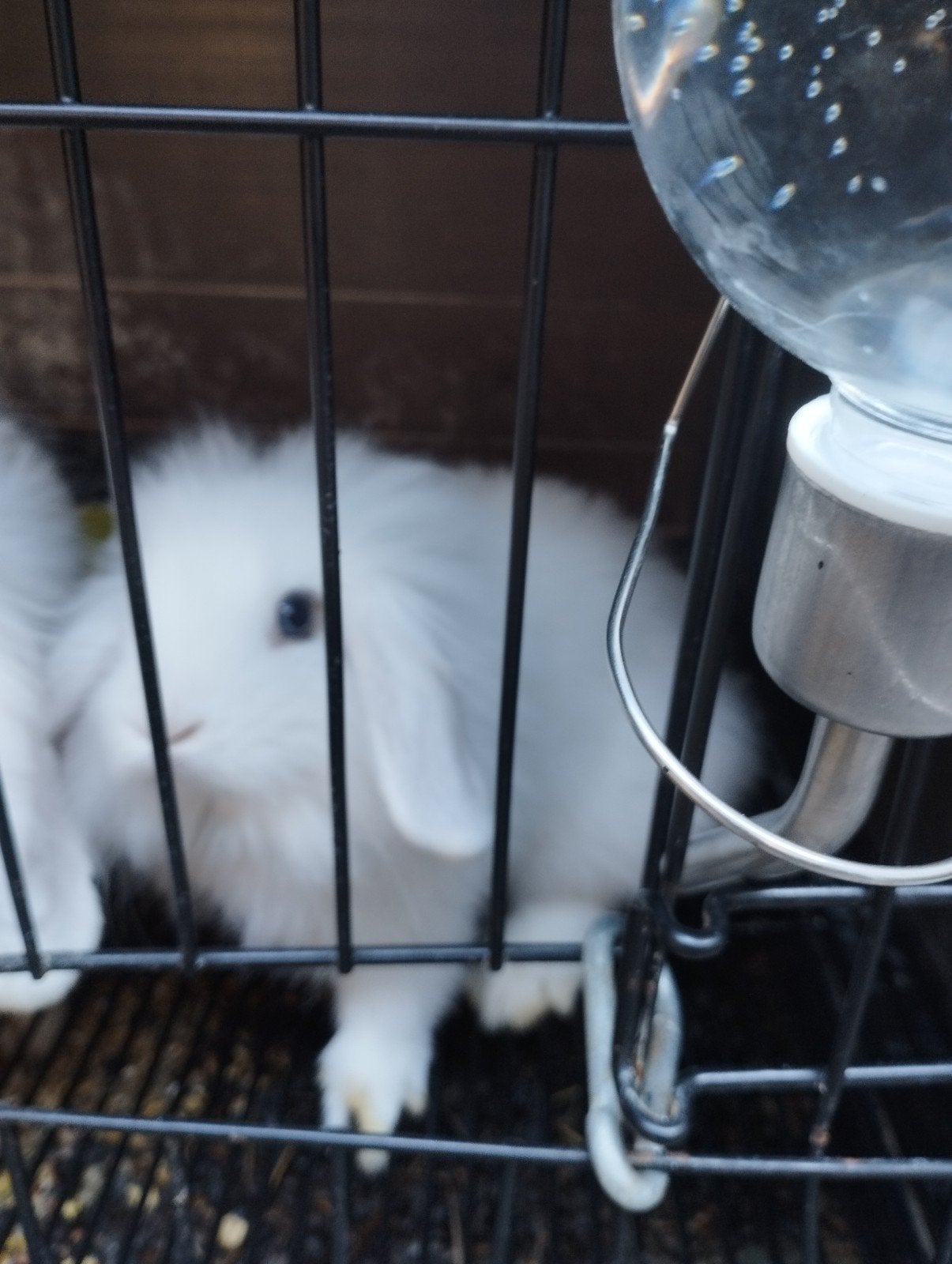 te koop jonge hangoortjes, Dieren en Toebehoren, Geslacht onbekend, Middelgroot, Hangoor, 0 tot 2 jaar