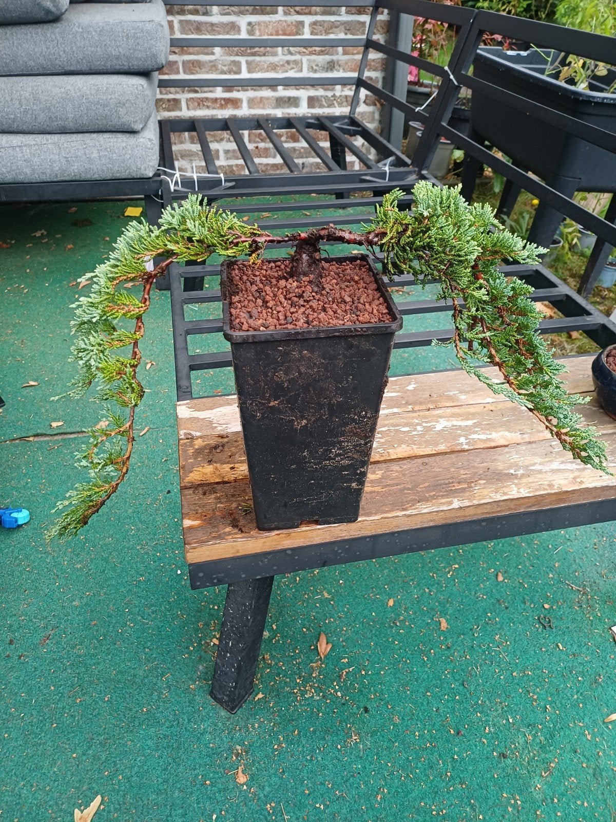 1 pre bonsai cascade, Tuin en Terras, Ophalen