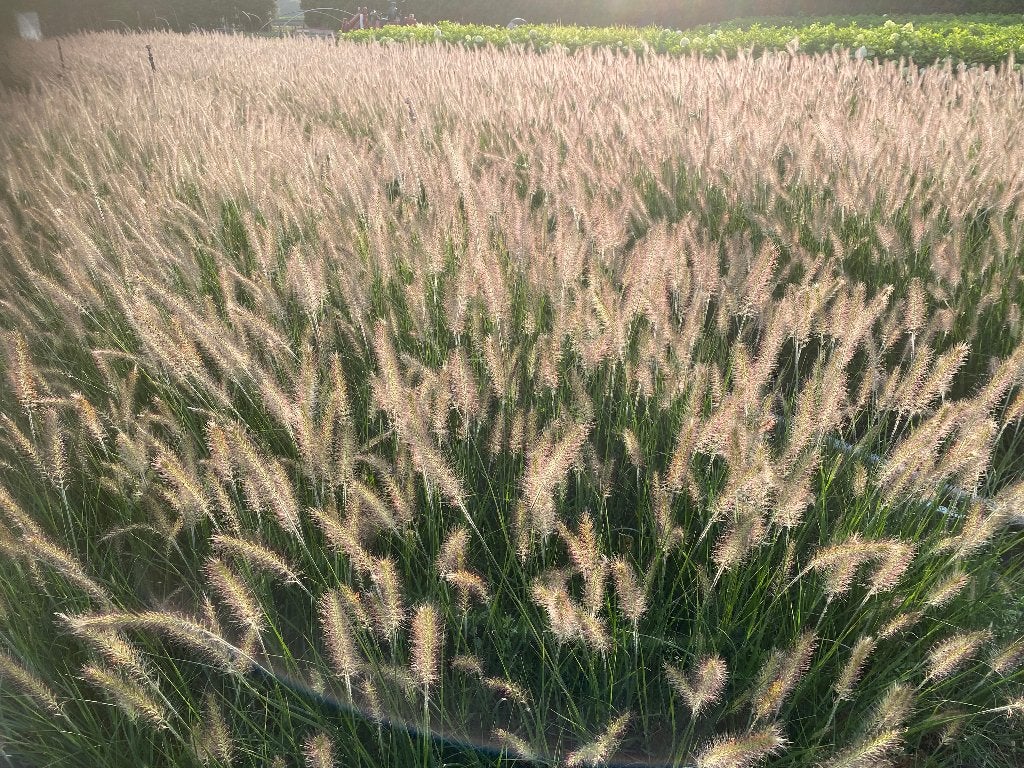 Grassen in soorten, Ophalen, Vaste plant