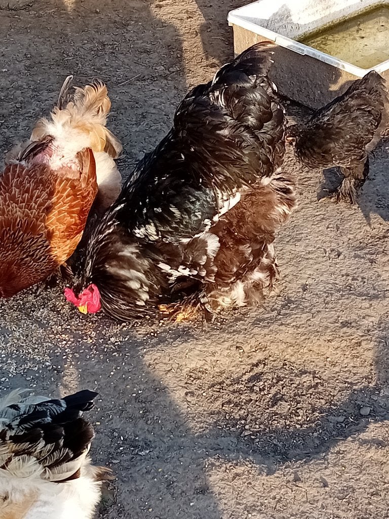 Te koop brahma haan, Dieren en Toebehoren, Mannelijk, Kip