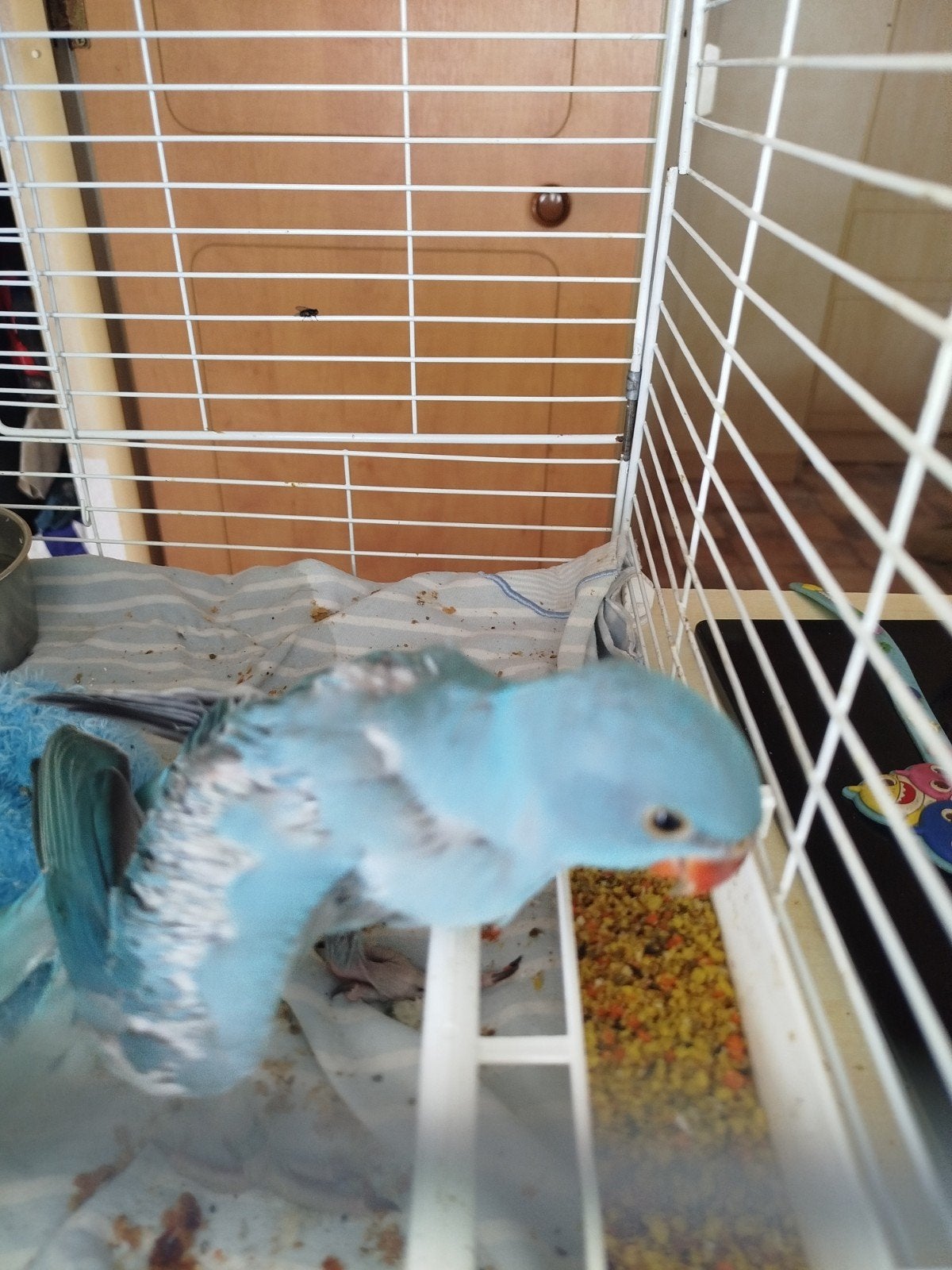 Disponible perruche de 1 mois