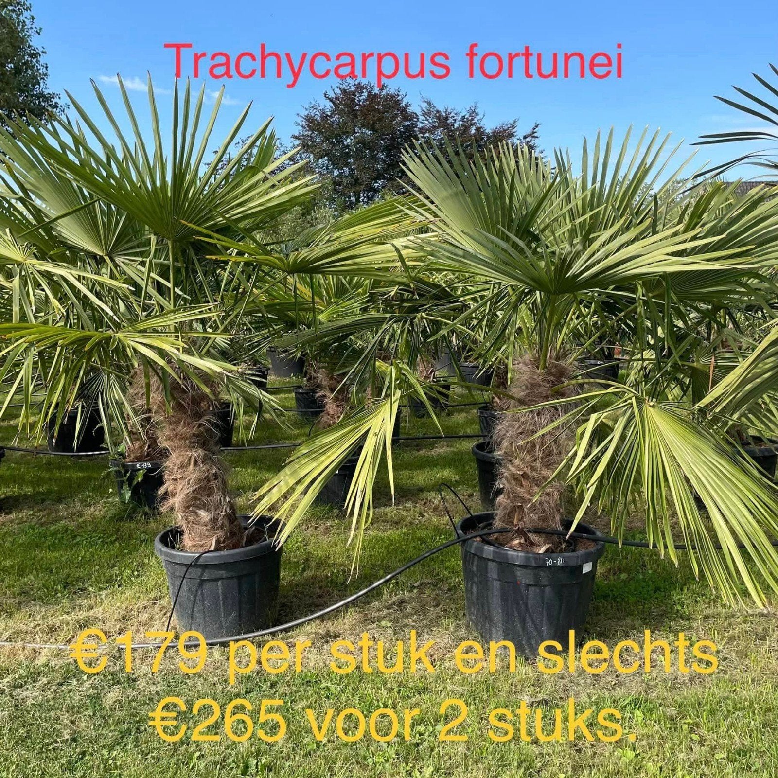 ‼️palmbomen trachycarpus fortunei aan stuntprijzen ‼️, Tuin en Terras, Ophalen