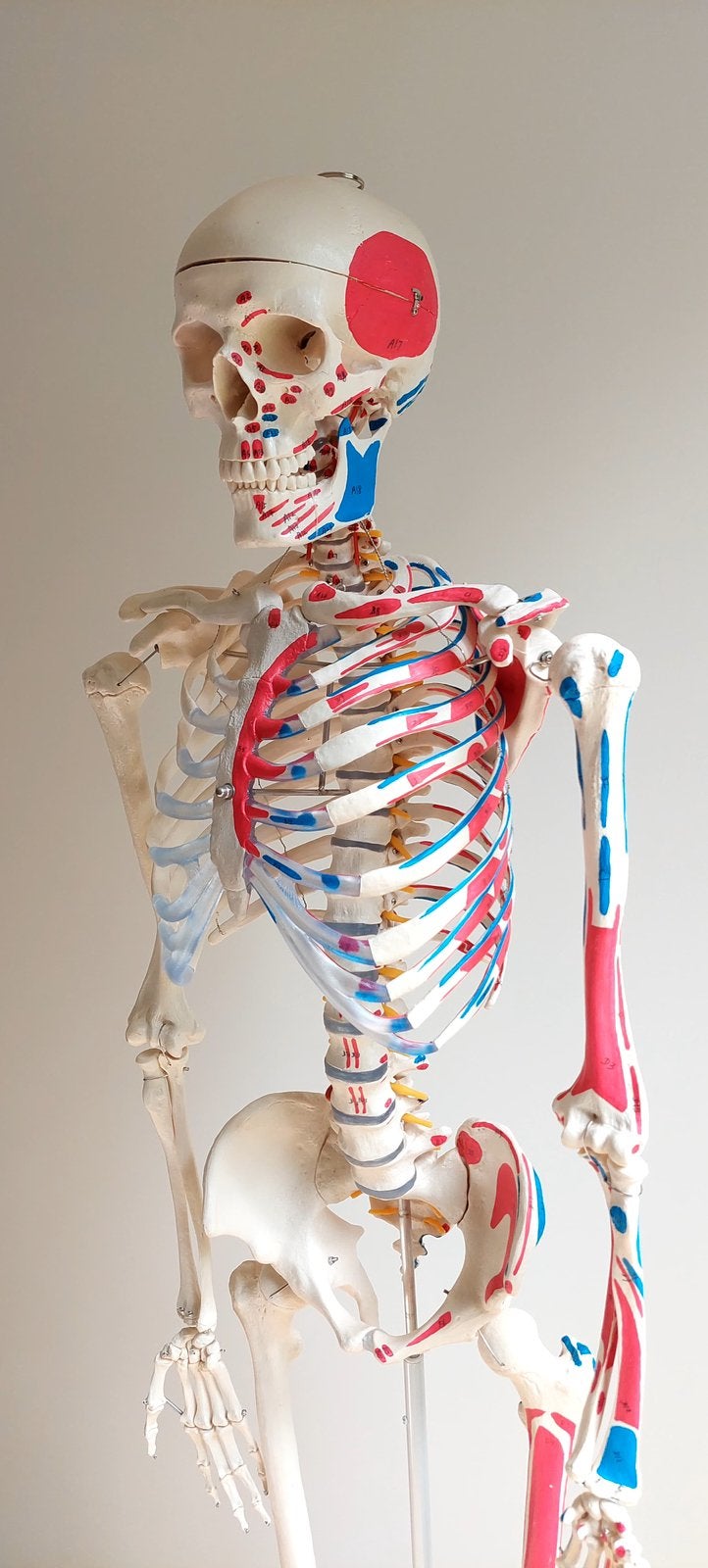 Skelet anatomie met spieraanduiding, Offres d'emploi