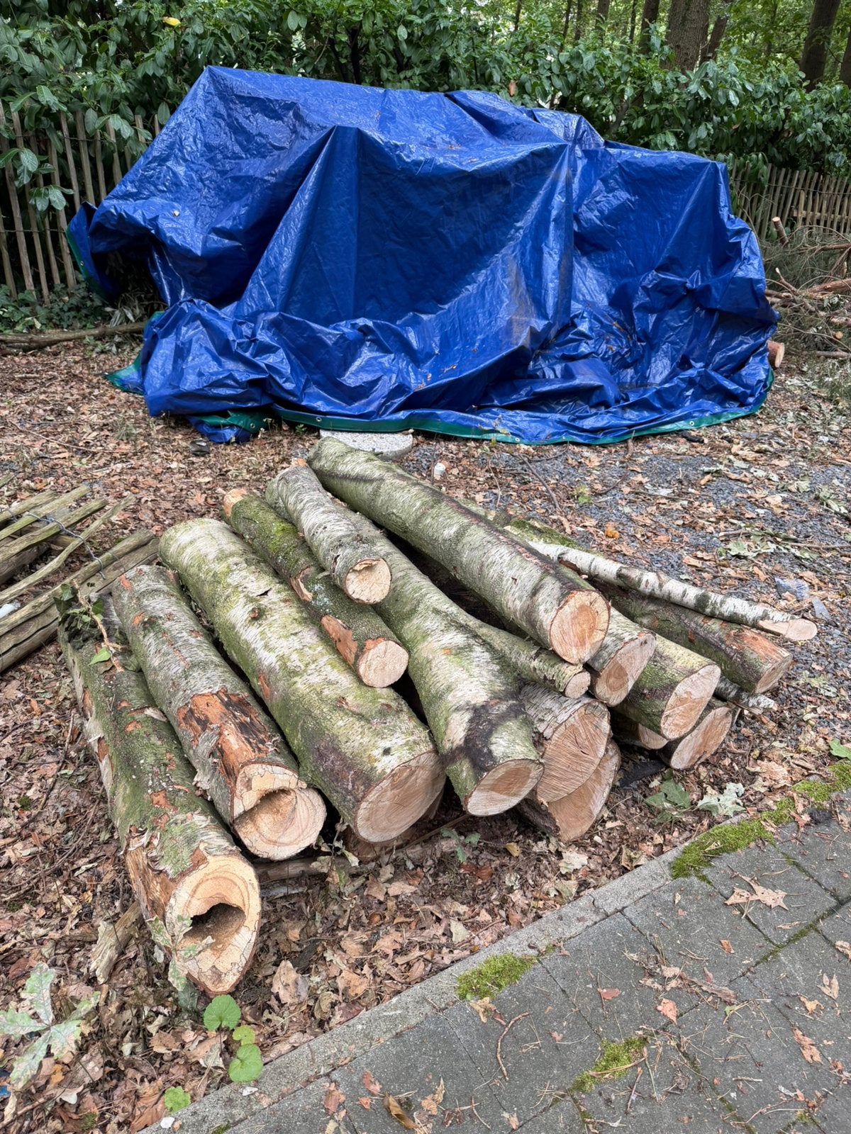 Vers Berkenhout te koop, Tuin en Terras, Ophalen, Berkenhout
