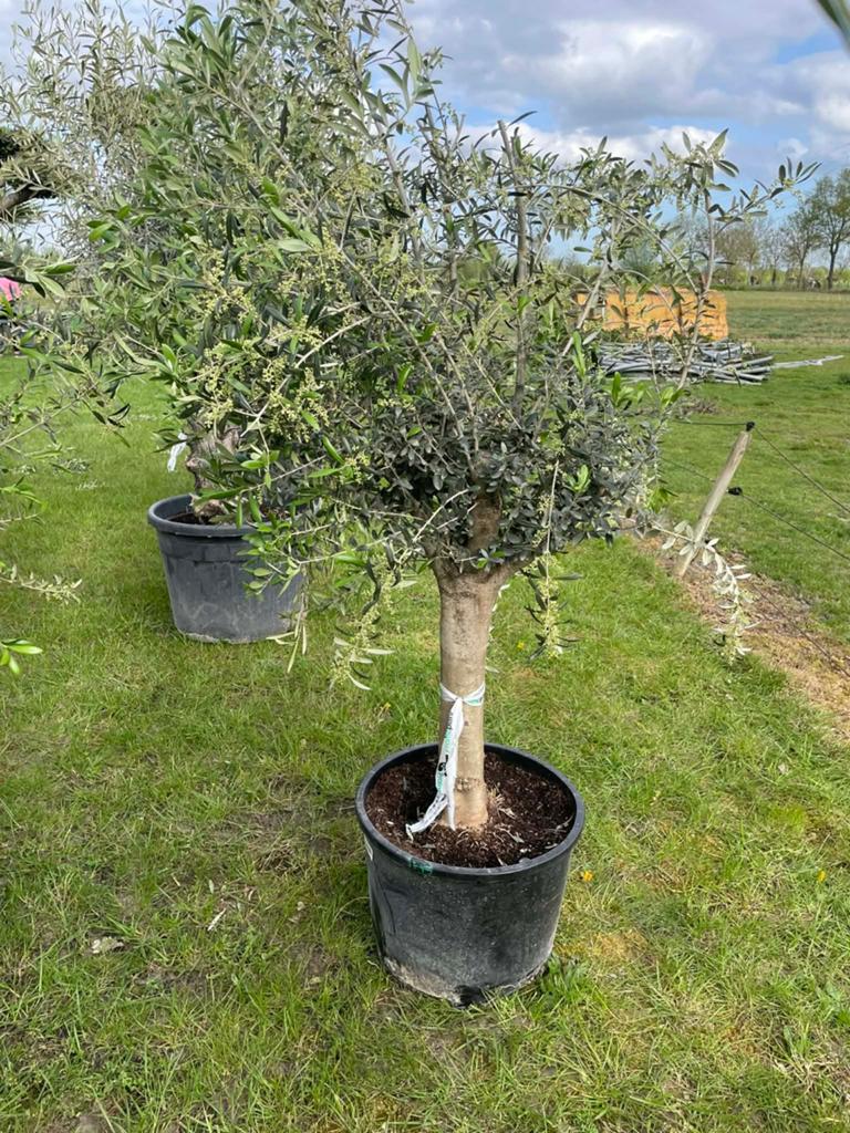 ‼️olijfbomen olea europaea aan promoprijzen ‼️, Enlèvement