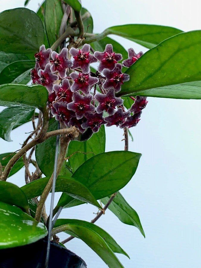 Recherché : Hoya carnosa rouge foncé ou Hoya pubicalyx splas, Enlèvement
