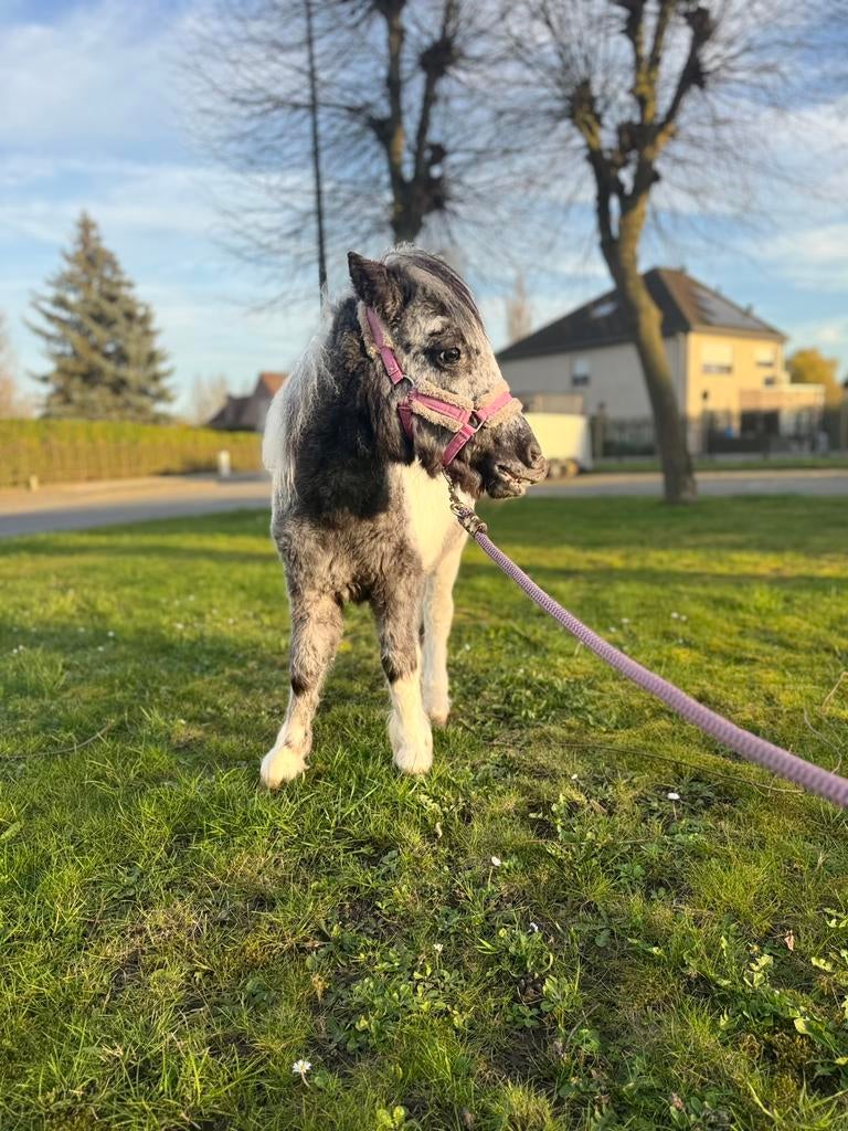 Appaloosa shetland jaarling merrie, Dieren en Toebehoren, Ophalen, Zo goed als nieuw