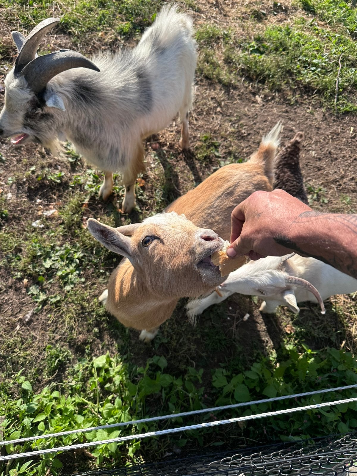 Te koop 3 lieve geitjes wegens verhuis