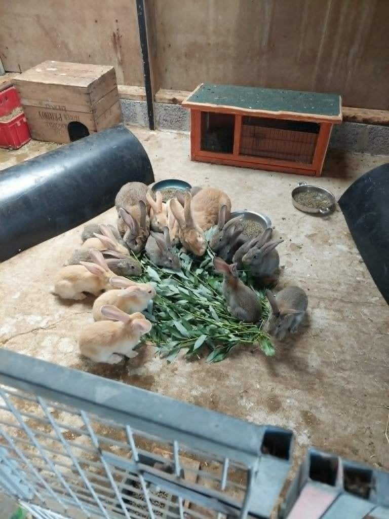 konijnen, Animaux & Accessoires, Lapins, Grand, Plusieurs animaux, 0 à 2 ans