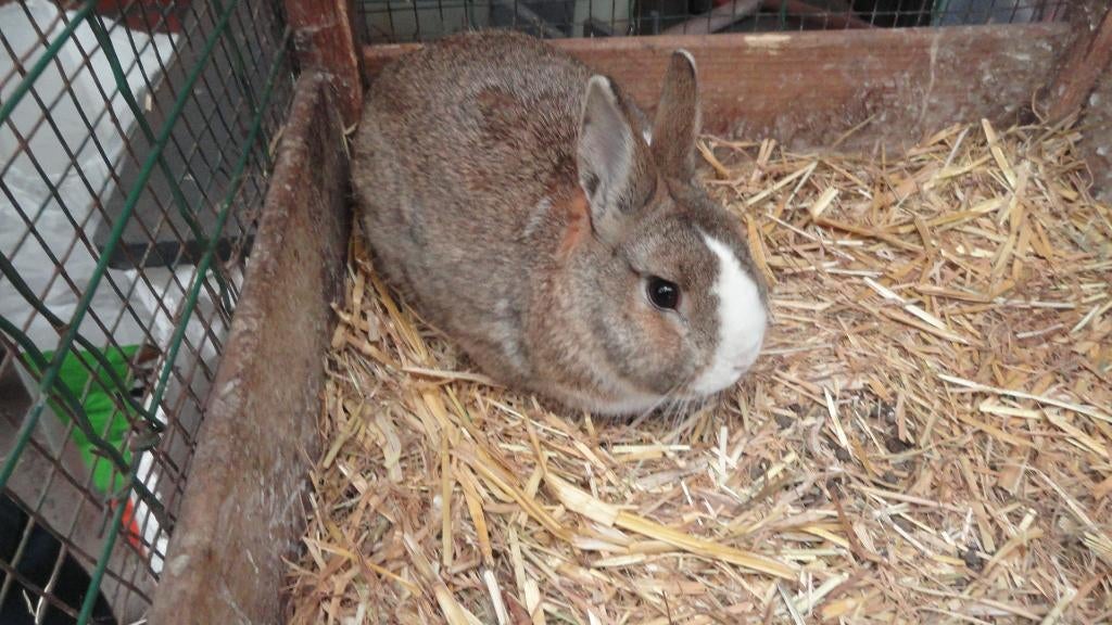 Gratis dwergkonijntje, Dieren en Toebehoren, Konijnen, Dwerg, Mannelijk, 0 tot 2 jaar