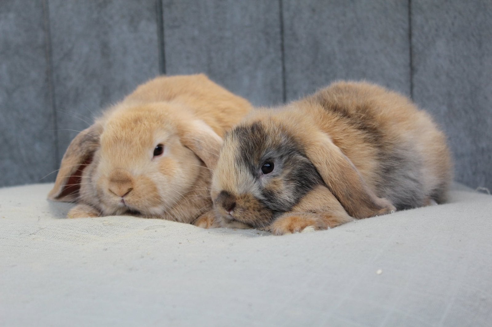 Super lief nhd x minilop koppel