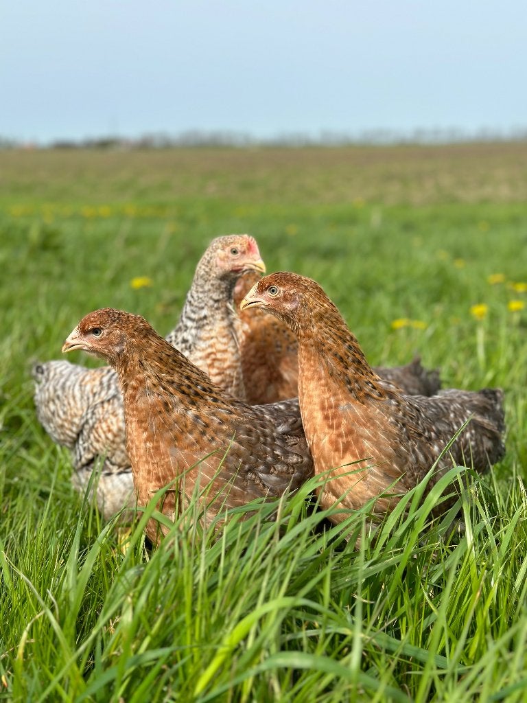 Jonge tamme Bielefelder kippen gesekst & ingeënt, Dieren en Toebehoren, Vrouwelijk, Kip