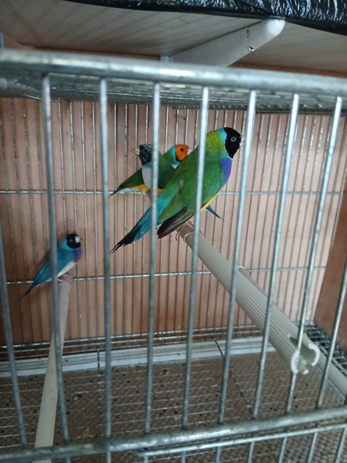 <gouldamadine, Dieren en Toebehoren