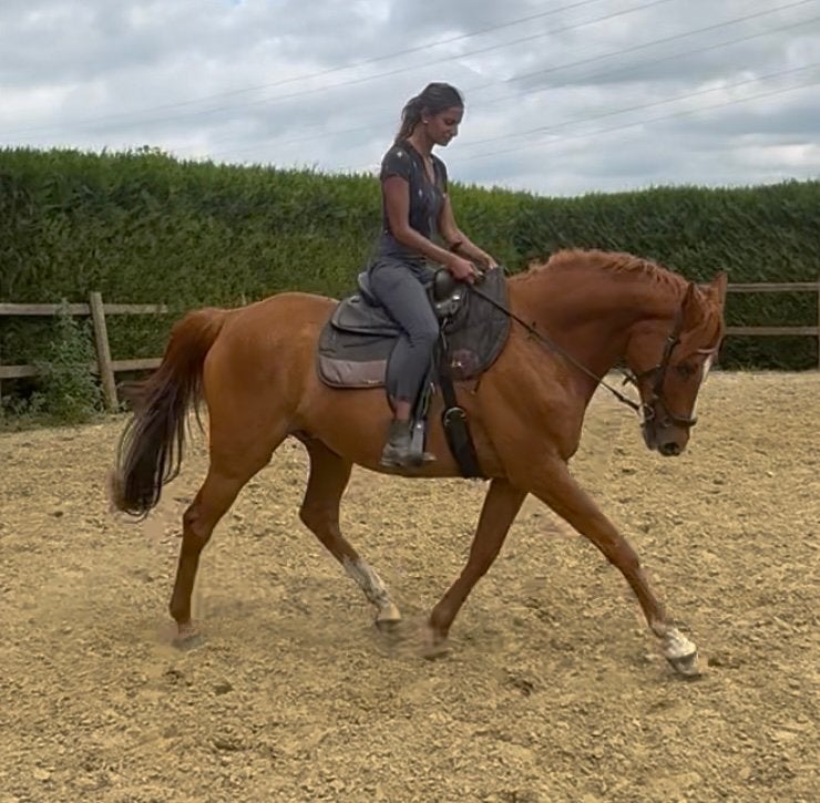 14 ans, bon appareil polyvalent, Hongre