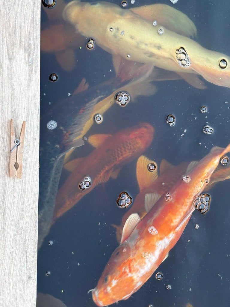 Poissons de bassin à vendre environ 50 pièces de kois et bie