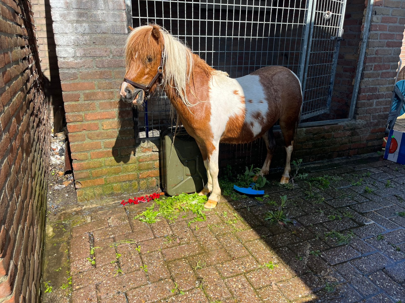 Shetlander, Dieren en Toebehoren, Pony's, Merrie, Onbeleerd, A pony (tot 1.17m), Recreatiepony, 3 tot 6 jaar, Gechipt, Ontwormd