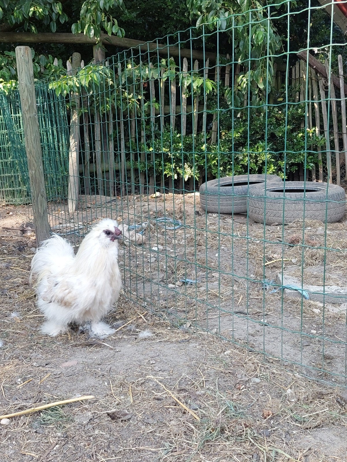 Zijdehoen haan, Mannelijk, Kip