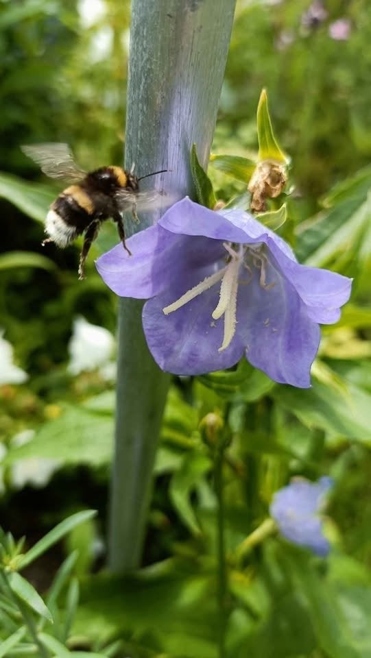 Campanula persicifolia, bijen/ vlinderplant, Vaste plant, Halfschaduw, Zomer, Ophalen