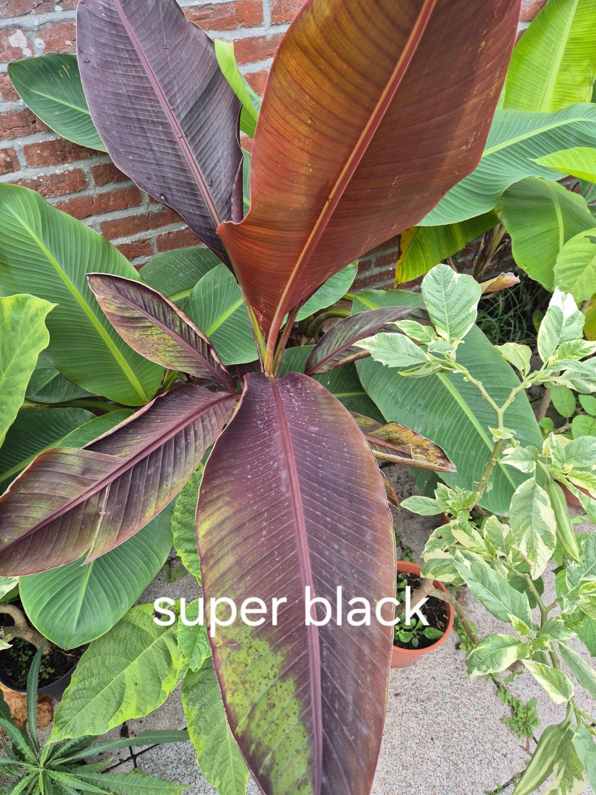 musa super black, Tuin en Terras, Ophalen