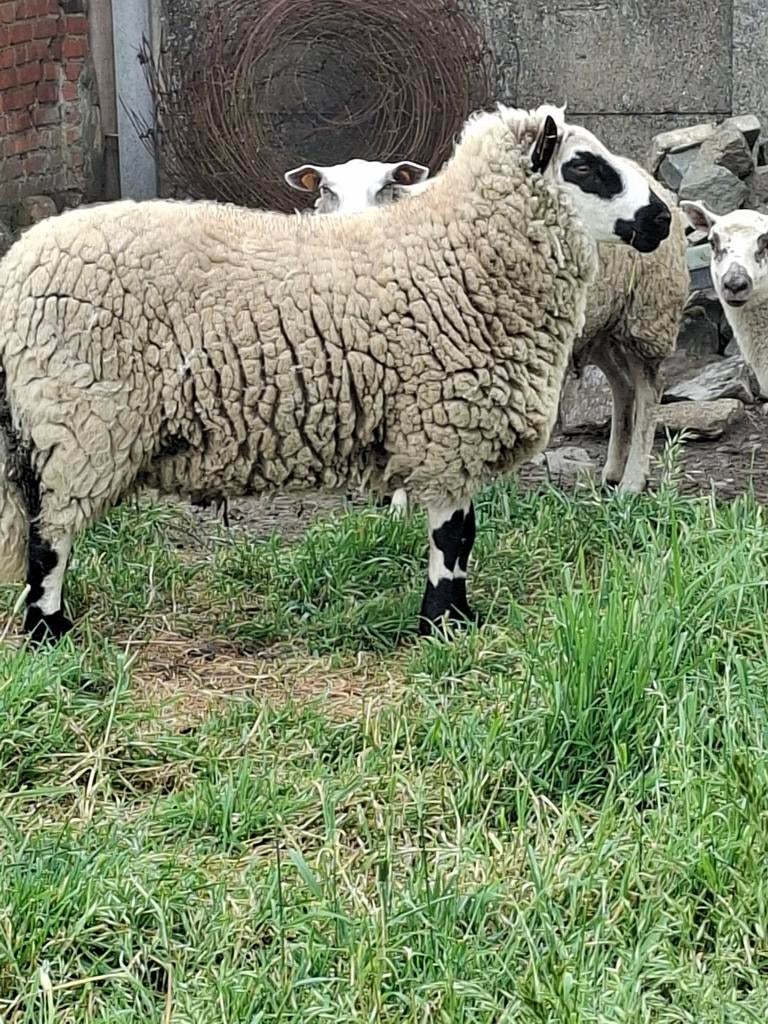 Kerry hill dekram., Mâle, Mouton, 0 à 2 ans