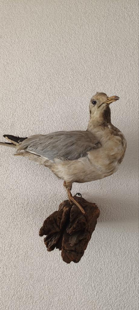 Taxidermie d'oiseaux mouettes en peluche ancienne, Enlèvement ou Envoi