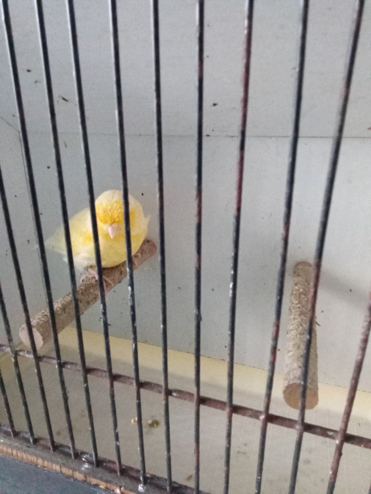 gloster kanarie, Animaux & Accessoires, Oiseaux | Canaris