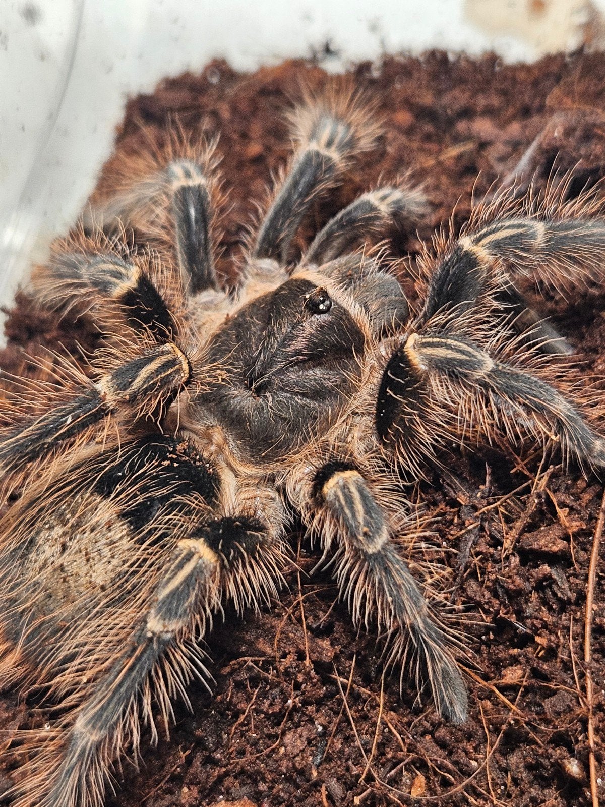 Gramostola pulchripes mannetje 4 cm lichamlengte, Animaux & Accessoires