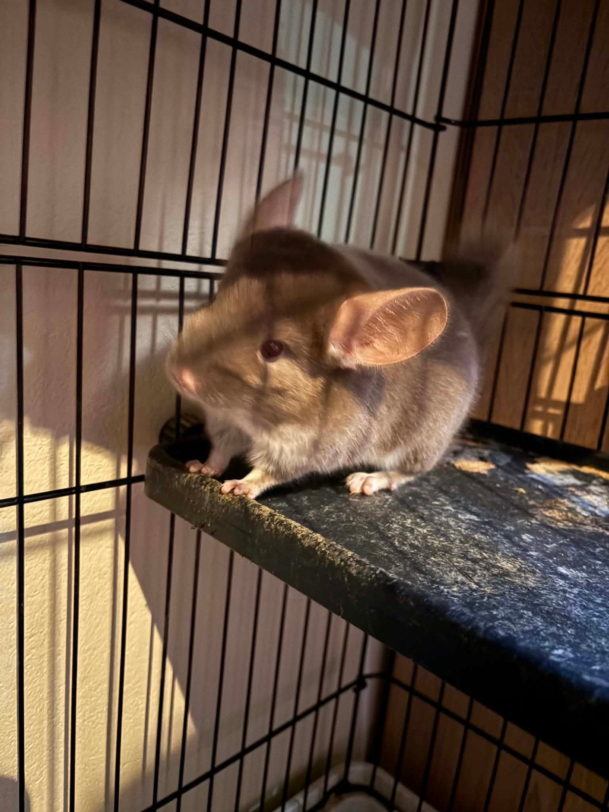 Chichilla, Chinchilla, Mâle, Domestique, Avril