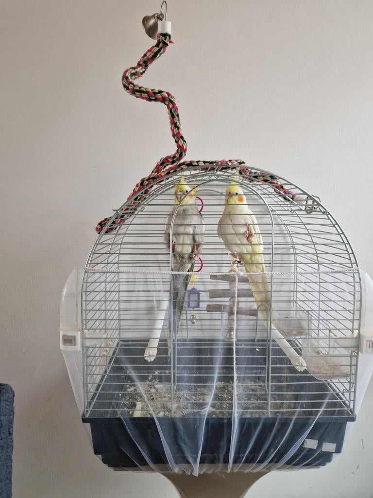 2 tamme vogels te koop man en vrouw ze zijn 1 jaar oud, Ophalen