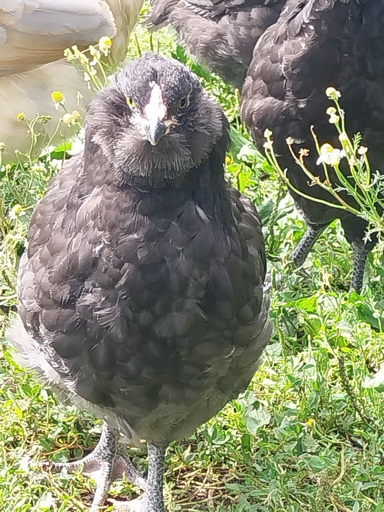 Ameraucana haan, Animaux & Accessoires, Mâle, Poule ou poulet