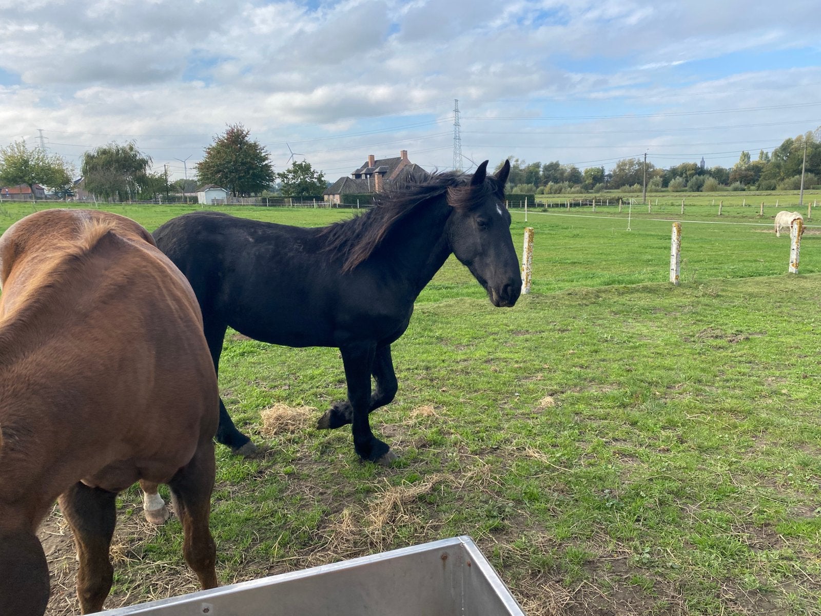 friese hengst, Dieren en Toebehoren, 0 tot 2 jaar, Hengst, Gechipt, Onbeleerd