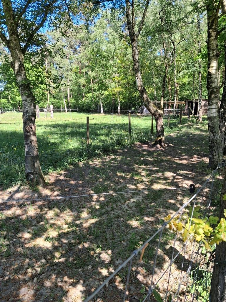 Stalling met 24/7 weidegang gelegen aan ruiterpad ., Dieren en Toebehoren, Weidegang, 1 paard of pony