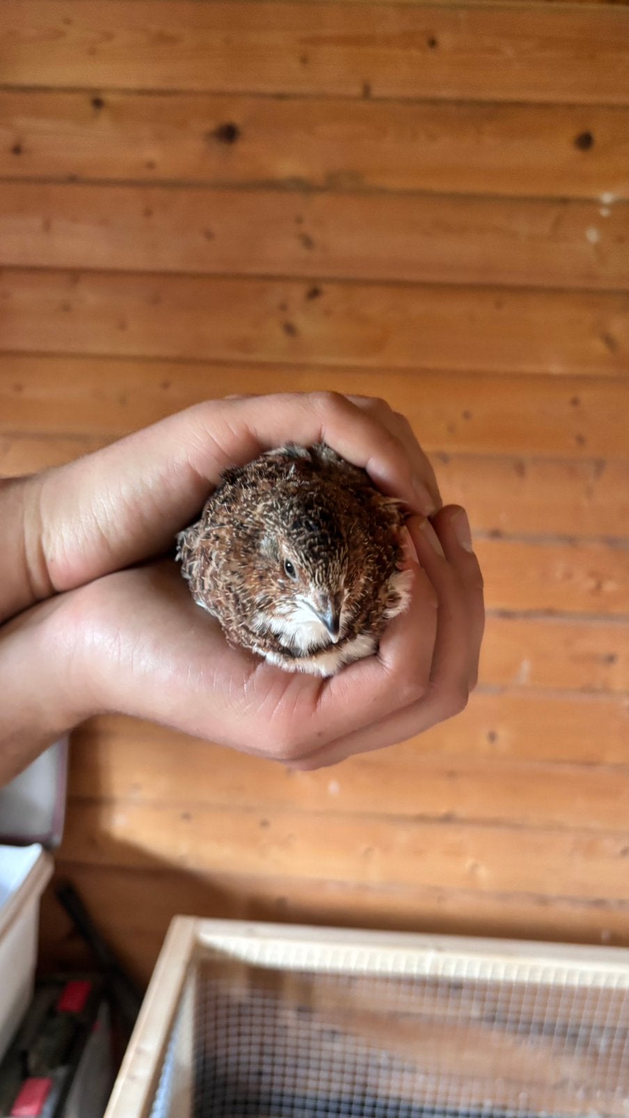 2 celadon kwartel mannetjes, Dieren en Toebehoren