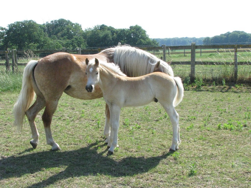 haflinger veulen, Minder dan 160 cm, Met stamboom, Niet van toepassing, 0 tot 2 jaar