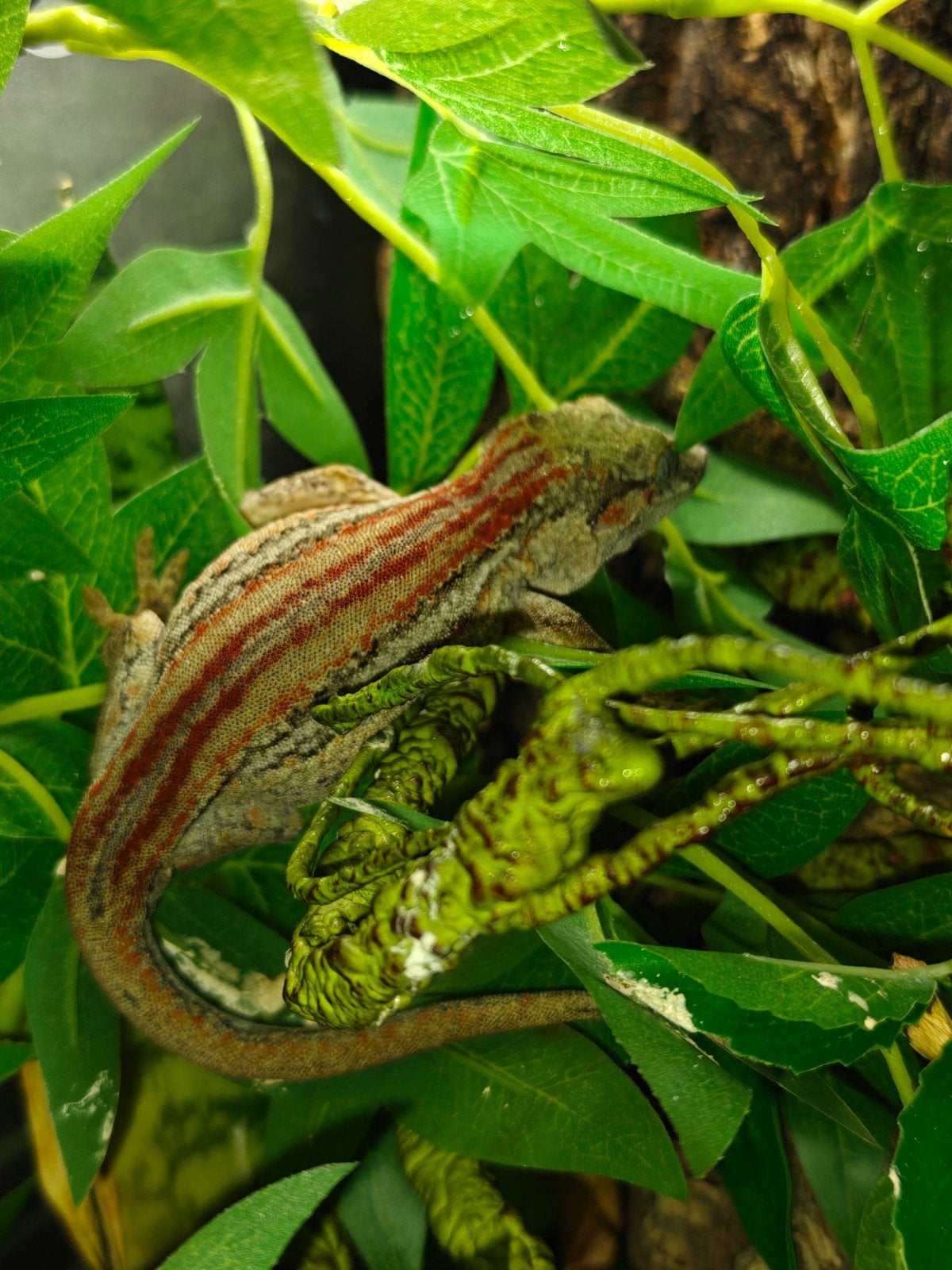gargoyle gecko/wimper gecko + terra's, Dieren en Toebehoren, Hagedis, Met terrarium