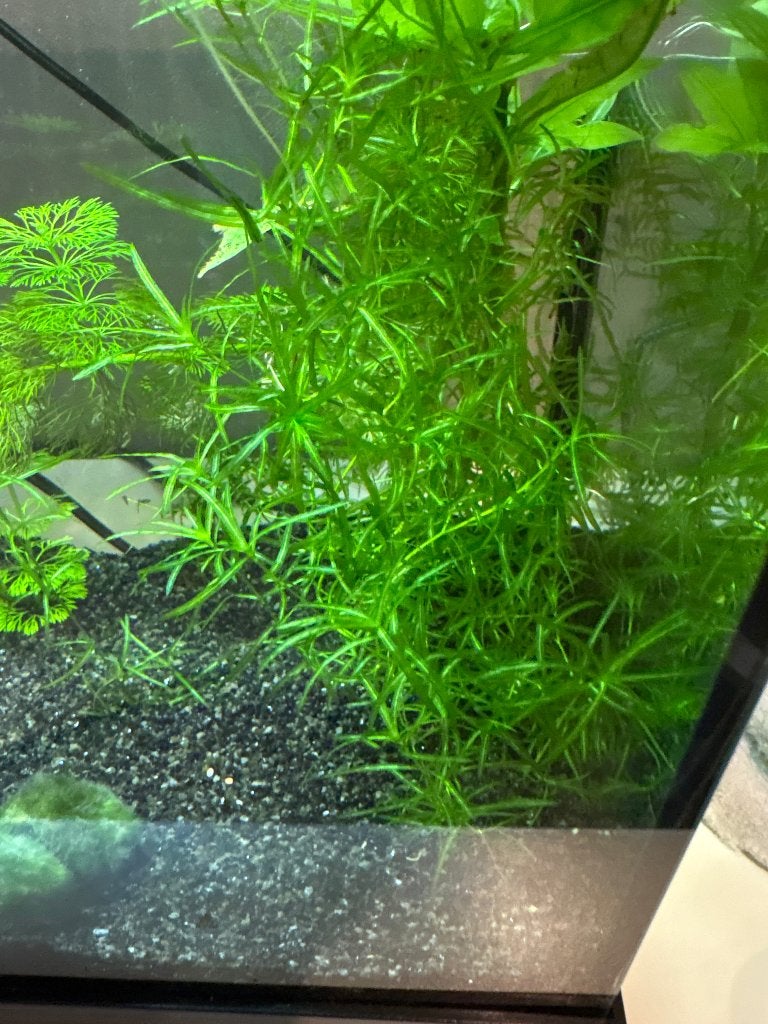 Guppy grass, Dieren en Toebehoren, Ophalen, Nieuw, Plant(en), Steen of Hout