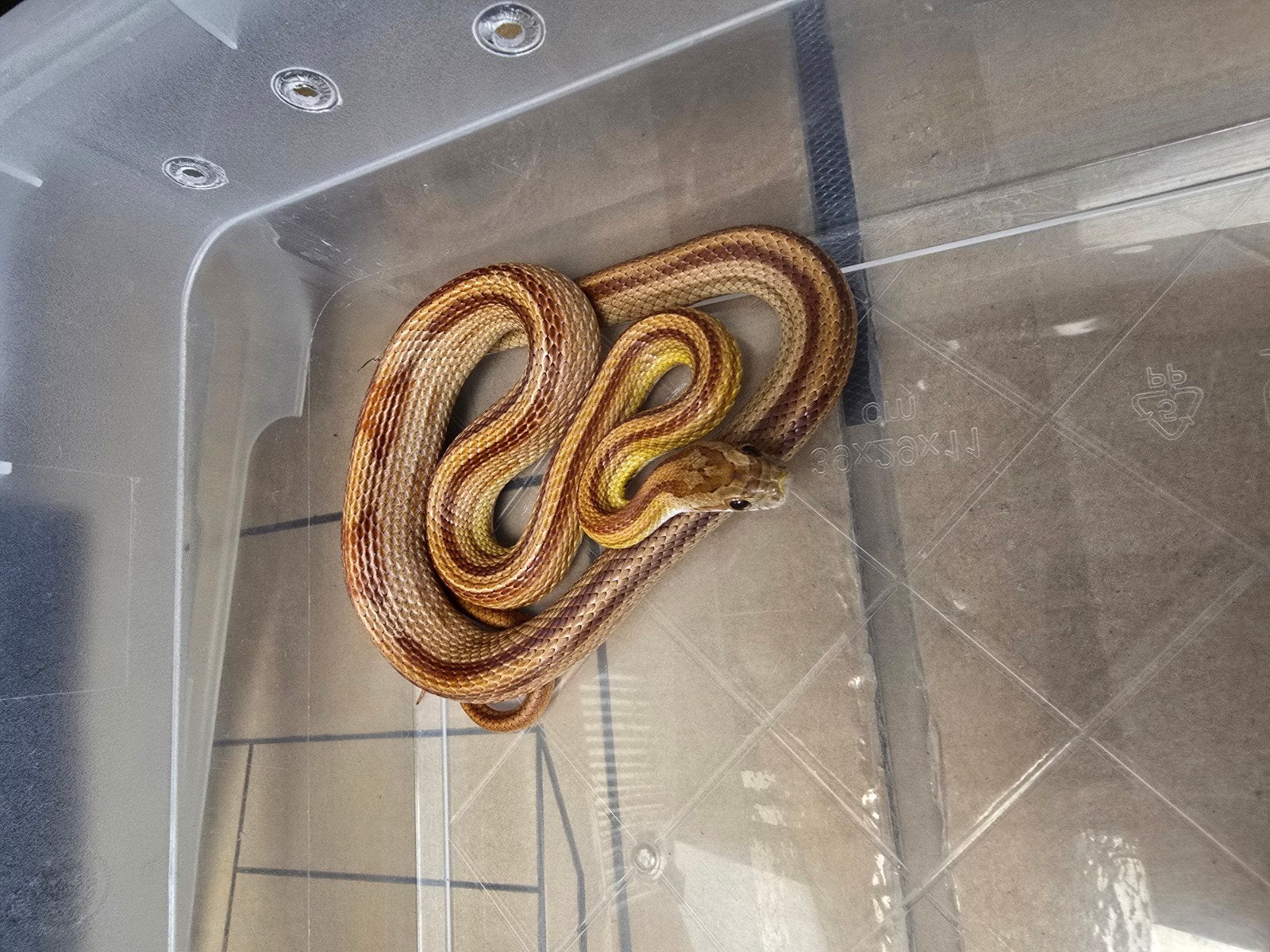 Prachtige rode rattenslang Stripe wildkleur (Pantherophis gu, Animaux & Accessoires, Reptiles & Amphibiens, Amphibien