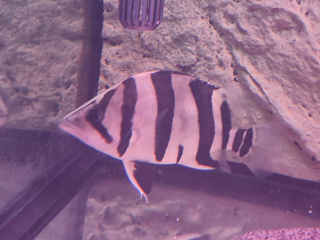 Sumatra datnioides, Contacten en Berichten