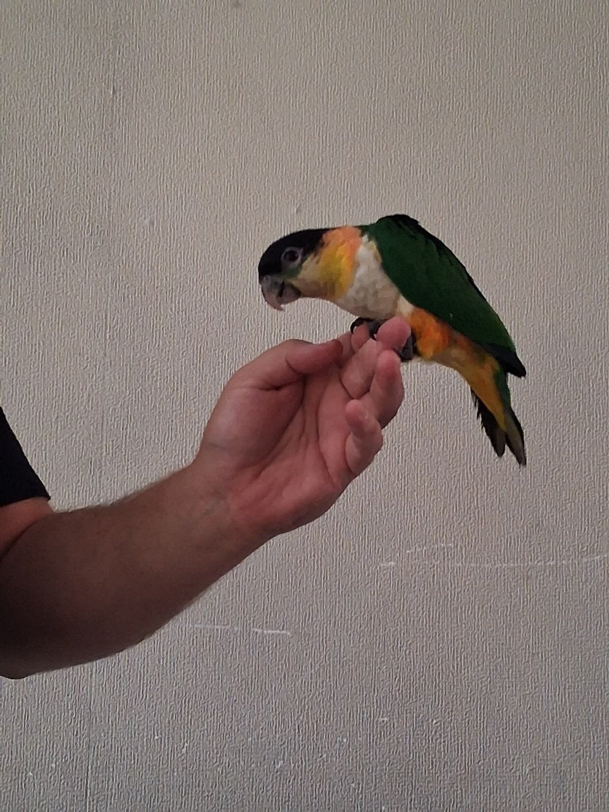 handtamme zwartkop caique, Dieren en Toebehoren, Geslacht onbekend, Papegaai, Geringd