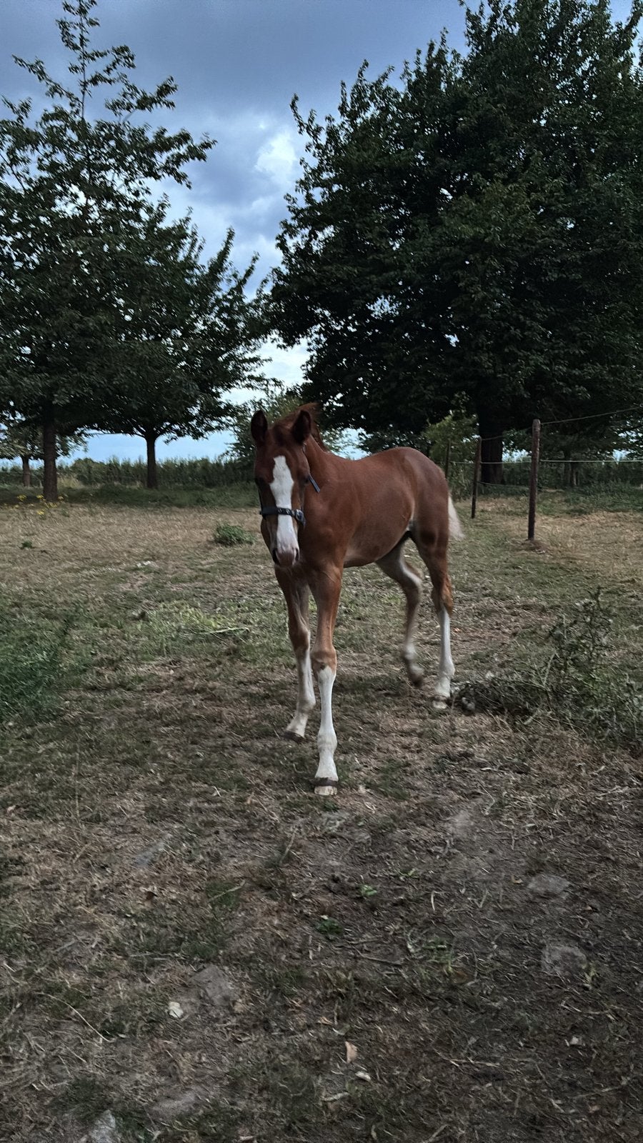 Hengsten veulen 8 juni 2026 geboren, Étalon, Non dressé, Cheval de saut, 0 à 2 ans